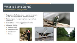 What is Being Done?
Prevention and Management
 Regulation of infested areas – restrict movement
of ash, including firewood, lumber, and logs
 Removing ash from planting lists; Improve tree
conditions
 Girdled trees – removing population sinks
 Biological Control
 Parasitic wasps
 Pathogenic fungi
 Woodpeckers
 Beetles
 