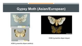 Gypsy Moth (Asian/European)
AGM (Lymantria dispar asiatica)
EGM (Lymantria dispar dispar)
 