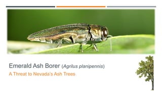 Emerald Ash Borer (Agrilus planipennis)
A Threat to Nevada’s Ash Trees
 