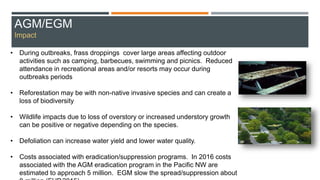 • During outbreaks, frass droppings cover large areas affecting outdoor
activities such as camping, barbecues, swimming and picnics. Reduced
attendance in recreational areas and/or resorts may occur during
outbreaks periods
• Reforestation may be with non-native invasive species and can create a
loss of biodiversity
• Wildlife impacts due to loss of overstory or increased understory growth
can be positive or negative depending on the species.
• Defoliation can increase water yield and lower water quality.
• Costs associated with eradication/suppression programs. In 2016 costs
associated with the AGM eradication program in the Pacific NW are
estimated to approach 5 million. EGM slow the spread/suppression about
AGM/EGM
Impact
 