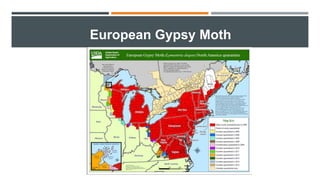 European Gypsy Moth
 