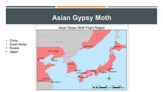 Asian Gypsy Moth
• China
• South Korea
• Russia
• Japan
 
