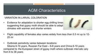VARIATION IN LARVAL COLORATION
• Evidence for adaptation to shorter egg chilling times
suggesting that gypsy moth should be able to adapt to
climates with warmer and shorter winters
• Flight capability of females also varies widely from less than 0.5 mi up to 12-
25 mi
• Outbreak periodicity varies between locations:
Siberia 6-10 years, Russian Far East – 6-8 years and China 6-10 years
compared to the European strain of gypsy moth where outbreak intervals vary
from 6 to 36 years
AGM Characteristics
 