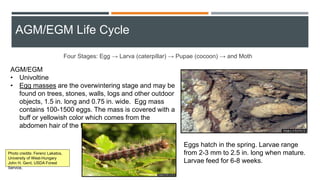 Four Stages: Egg → Larva (caterpillar) → Pupae (cocoon) → and Moth
AGM/EGM
• Univoltine
• Egg masses are the overwintering stage and may be
found on trees, stones, walls, logs and other outdoor
objects, 1.5 in. long and 0.75 in. wide. Egg mass
contains 100-1500 eggs. The mass is covered with a
buff or yellowish color which comes from the
abdomen hair of the female.
Eggs hatch in the spring. Larvae range
from 2-3 mm to 2.5 in. long when mature.
Larvae feed for 6-8 weeks.
Photo credits: Ferenc Lakatos,
University of West-Hungary
John H. Gent, USDA Forest
Service,
AGM/EGM Life Cycle
 