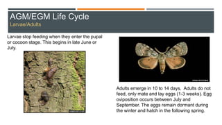 Larvae stop feeding when they enter the pupal
or cocoon stage. This begins in late June or
July.
Adults emerge in 10 to 14 days. Adults do not
feed, only mate and lay eggs (1-3 weeks). Egg
oviposition occurs between July and
September. The eggs remain dormant during
the winter and hatch in the following spring.
AGM/EGM Life Cycle
Larvae/Adults
 