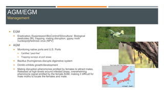 AGM/EGM
Management
 EGM
 Eradication,/Suppression/BioControl/Silviculture/ Biological
pesticides (Bt), trapping, mating disruption, gypsy moth
nucleopolyhedrosis virus (NPV)
 AGM
 Monitoring native ports and U.S. Ports
 Certified “pest-free”
 Trapping surveys at port areas
 Bacillus thuringiensis-disrupts digenstive system
 Dimilin-inhibits growth/development
 Mating disruption-pheromones emitted by females to attract males.
Released at high levels around infested areas, overwhelming
pheromone signal emitted by the female AGM, making it difficult for
male moths to locate the females and mate.
 