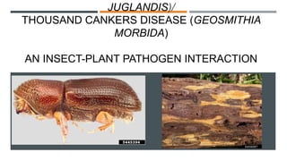 JUGLANDIS)/
THOUSAND CANKERS DISEASE (GEOSMITHIA
MORBIDA)
AN INSECT-PLANT PATHOGEN INTERACTION
 