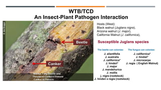 WTB/TCD
An Insect-Plant Pathogen Interaction
Hosts (West):
Black walnut (Juglans nigra),
Arizona walnut (J. major),
California Walnut (J. californica),
 