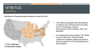 WTB/TCD
Distribution
• The Walnut twig beetle was first detected
in Eastern US in 2010 and has now been
found in Tennessee, Virginia,
Pennsylvania, North Carolina, Ohio, and
Maryland.
• It is widespread across Western US. While
not yet in New York, WTB has been
confirmed in adjacent states and poses a
threat to walnuts in NY, the Northeast and
New England.
 