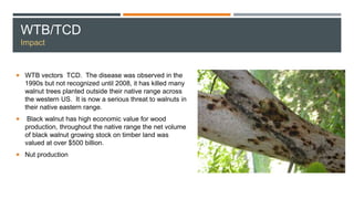 WTB/TCD
Impact
 WTB vectors TCD. The disease was observed in the
1990s but not recognized until 2008, it has killed many
walnut trees planted outside their native range across
the western US. It is now a serious threat to walnuts in
their native eastern range.
 Black walnut has high economic value for wood
production, throughout the native range the net volume
of black walnut growing stock on timber land was
valued at over $500 billion.
 Nut production
 