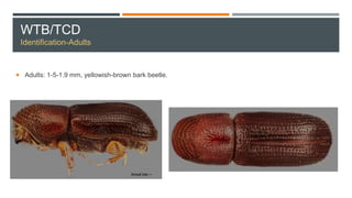 WTB/TCD
Identification-Adults
 Adults: 1-5-1.9 mm, yellowish-brown bark beetle.
 