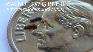 WALNUT TWIG BEETLE
(PITYOPHTHORUS JUGLANDIS)
 