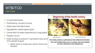 WTB/TCD
Life Cycle
 2-3 generations/year
 Overwinterng as adult or larvae
 Adults active late March-April
 Egg galleries created against grain
 Larvae feed 4-6 weeks perpendicular to egg gallery
 Pupation occurs
 Adults emerge to produce 2nd generation early summer
(mid-July/late-August)
 Attack same or nearby tree, doesn’t have to be
stressed
 