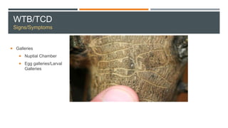 WTB/TCD
Signs/Symptoms
 Galleries
 Nuptial Chamber
 Egg galleries/Larval
Galleries
 