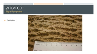 WTB/TCD
Signs/Symptoms
 Exit holes
 