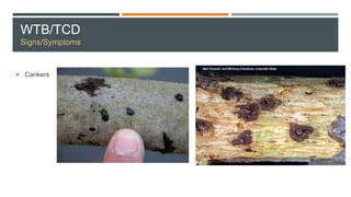 WTB/TCD
Signs/Symptoms
 Cankers
 
