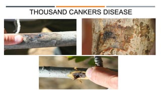 THOUSAND CANKERS DISEASE
 