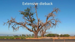 Extensive dieback
 
