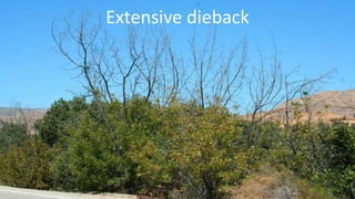 Extensive dieback
 