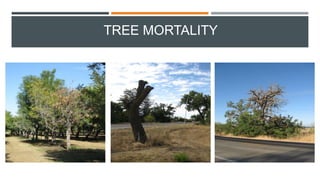 TREE MORTALITY
 