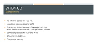 WTB/TCD
Management
 No effective control for TCD yet.
 Insecticide injection trials for WTB
 Bole sprays limited because of extended period of
when beetles are active and coverage limited on trees
 Sanitation practices for TCD and WTB
 Chipping infested trees
 Pheromone trapping
 