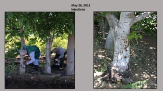 May 26, 2015
Injections
 