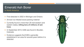 Emerald Ash Borer
in North America
 First detected in 2002 in Michigan and Ontario
 Arrived via infested wood packing material
 Currently found in more than 20 mid-western and
eastern states, killing tens of millions of ash
trees
 In September 2013, EAB was found in Boulder,
Colorado
 Evidence suggests that EAB is generally
established in an area for several years before it is
detected
 