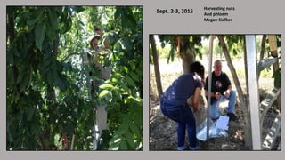Sept. 2-3, 2015
Harvesting nuts
And phloem
Megan Siefker
 