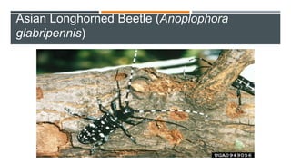 Asian Longhorned Beetle (Anoplophora
glabripennis)
 