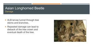 Asian Longhorned Beetle
Damage
 ALB larvae tunnel through tree
stems and branches.
 Repeated damage can lead to
dieback of the tree crown and
eventual death of the tree.
 