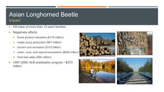 Asian Longhorned Beetle
Impact
 Kill trees of more than 15 plant families
 Negatively affects
 forest product industries ($178 million)
 maple syrup production ($67 million)
 tourism and recreation ($143 billion)
 urban, rural, and natural ecosystems ($948 million)
 Host tree sales ($56 million)
 1997-2008: ALB eradication program ~$373
million
 