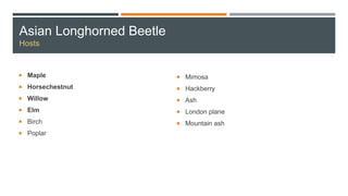 Asian Longhorned Beetle
Hosts
 Maple
 Horsechestnut
 Willow
 Elm
 Birch
 Poplar
 Mimosa
 Hackberry
 Ash
 London plane
 Mountain ash
 
