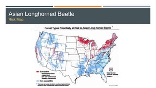 Asian Longhorned Beetle
Risk Map
 