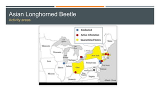Asian Longhorned Beetle
Activity areas
 