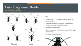 Asian Longhorned Beetle
Identification-Adults
 Adults:
 Large (0.75”-1.5”). Females typically larger but
great variation.
 Antennae white/black banding, 11-segmented.
Female antennae shorter than male.
 Pronotum 2 large spines
 Elytra shiny black with white or yellowish tan spots
(no bumps)
 Tarsi faint iridescent blue
Females Males
 
