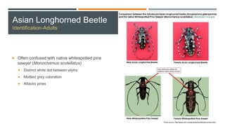 Asian Longhorned Beetle
Identification-Adults
 Often confused with native whitespotted pine
sawyer (Monochamus scutellatus)
 Distinct white dot between elytra
 Mottled grey coloration
 Attacks pines
 