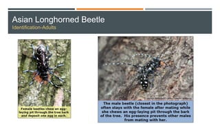 Asian Longhorned Beetle
Identification-Adults
 
