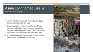 Asian Longhorned Beetle
Identification-Eggs
 A: bolt with bark removed showing eggs. Eggs
are inserted beneath the bark
 B: An oviposition pit on A. saccharum. These
pits can be found on branches and sometimes
the main bole of infested trees. Fresh oviposition
pits are red or light brown and may ooze sap.
 C: Older oviposition pits on Acer rubrum. After a
few months, oviposition pits darken.
 
