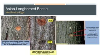 Asian Longhorned Beetle
Identification-Eggs
 