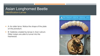 Asian Longhorned Beetle
Identification-Larvae
 A: An older larva. Notice the shape of the plate
on the pronotum.
 B: Galleries created by larvae in Acer rubrum.
Older instars are able to tunnel into the
heartwood.
 