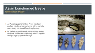Asian Longhorned Beetle
Identification-Pupae
 A: Pupa in pupal chamber. Frass has been
packed into the entrance tunnel with a partially
prechewed exit tunnel from the chamber.
 B: Various ages of pupae. Older pupae on the
left have more sclerotized body parts compared
with younger pupae on the right.
 