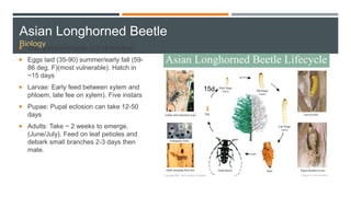 Asian Longhorned Beetle
Biology
 One generation/year (12-18 months)
 Eggs laid (35-90) summer/early fall (59-
86 deg. F)(most vulnerable). Hatch in
~15 days
 Larvae: Early feed between xylem and
phloem, late fee on xylem). Five instars
 Pupae: Pupal eclosion can take 12-50
days
 Adults: Take ~ 2 weeks to emerge.
(June/July). Feed on leaf petioles and
debark small branches 2-3 days then
mate.
15d
 