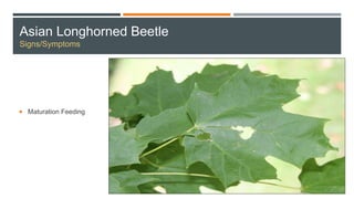 Asian Longhorned Beetle
Signs/Symptoms
 Maturation Feeding
 