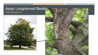 Asian Longhorned Beetle
Signs/Symptoms
 
