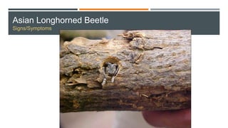 Asian Longhorned Beetle
Signs/Symptoms
 