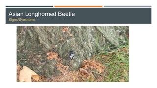 Asian Longhorned Beetle
Signs/Symptoms
 