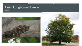 Asian Longhorned Beetle
Adult
 