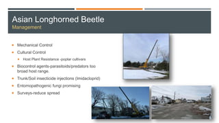 Asian Longhorned Beetle
Management
 Mechanical Control
 Cultural Control
 Host Plant Resistance -poplar cultivars
 Biocontrol agents-parasitoids/predators too
broad host range.
 Trunk/Soil insecticide injections (Imidacloprid)
 Entomopathogenic fungi promising
 Surveys-reduce spread
 