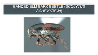 BANDED ELM BARK BEETLE (SCOLYTUS
SCHEVYREWI)
 