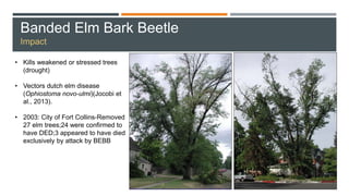Banded Elm Bark Beetle
Impact
• Kills weakened or stressed trees
(drought)
• Vectors dutch elm disease
(Ophiostoma novo-ulmi)(Jocobi et
al., 2013).
• 2003: City of Fort Collins-Removed
27 elm trees;24 were confirmed to
have DED;3 appeared to have died
exclusively by attack by BEBB
 